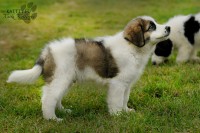 /album/vulcan-boss-tor/dsc-6386-2-jpg/